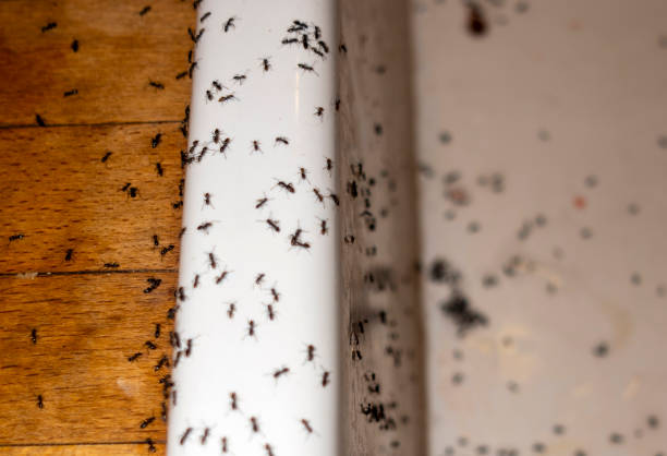 Best Best Pest Control Companies  in Columbia, CA