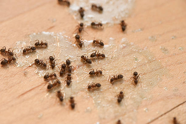 Best Pest Inspection Near Me  in Columbia, CA
